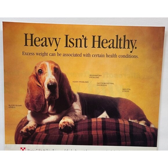 Purina Dog Food Print Ad Vintage 90s Fit and Trim Bassett Hound Weight Control - Picture 4 of 5